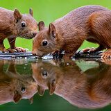 Squirrels